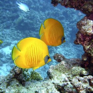 Poissons et invertébrés marins